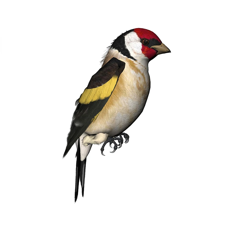New Design for Tinsel Finches  - огляд і ціна Car Accessories Quotes